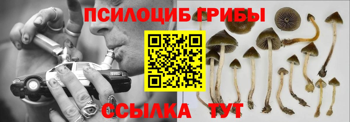 Псилоцибиновые грибы Cubensis Курчалой